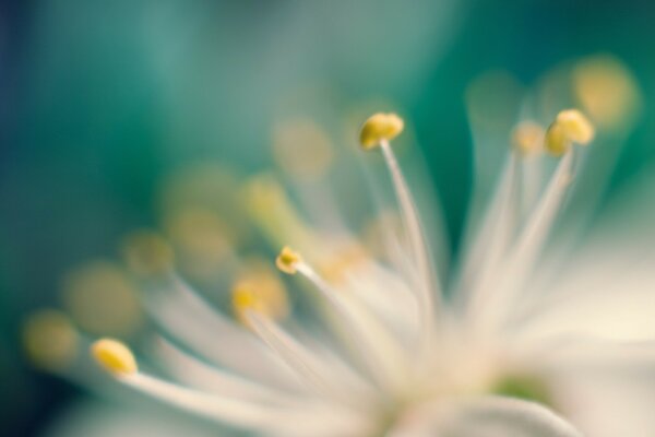 Estambres de flores en macro