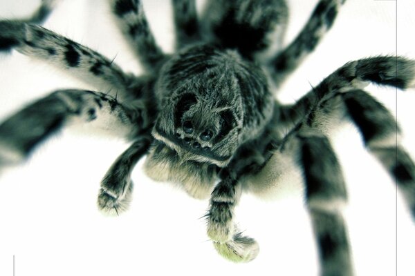 Makro fotografowanie oczu szarego pająka