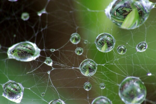 Wassertropfen im Netz