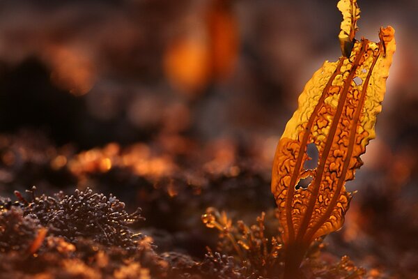 Feuilles d automne avec macro