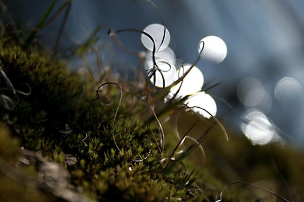 Green moss in the forest macro shooting