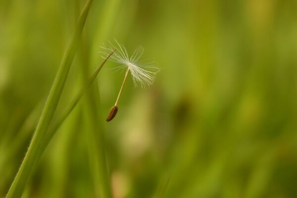 Fluff completed the flight in the grass