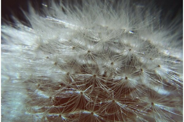 Dandelion umbrellas close-up