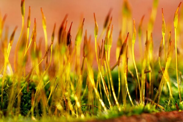 Shoots of plants in the light of the morning sun