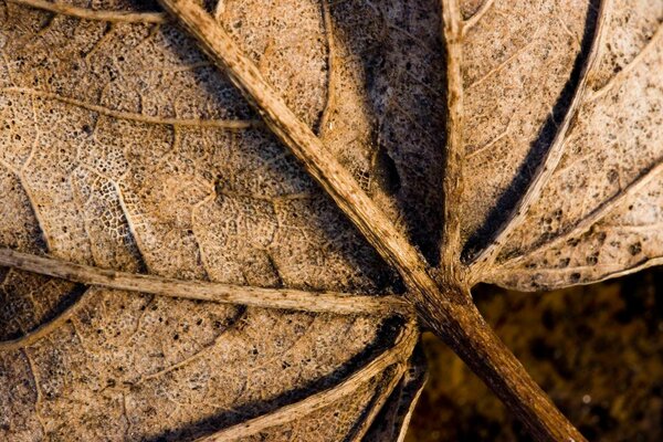 Photo macro de feuille sèche