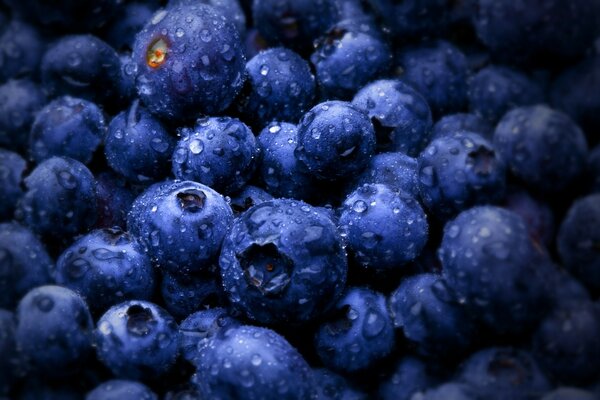 Blueberries with drops of water