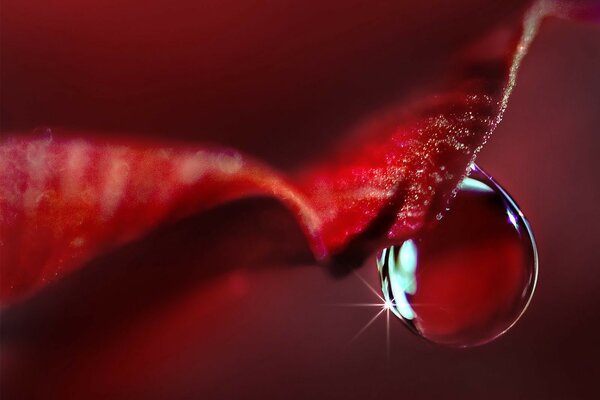 Gota de agua en un pétalo rojo