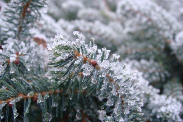 Branche d épinette recouverte de glace