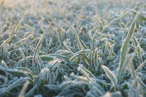 Frost am Morgen auf den Blättern