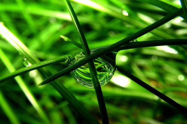 Una gota de rocío en la hierba verde