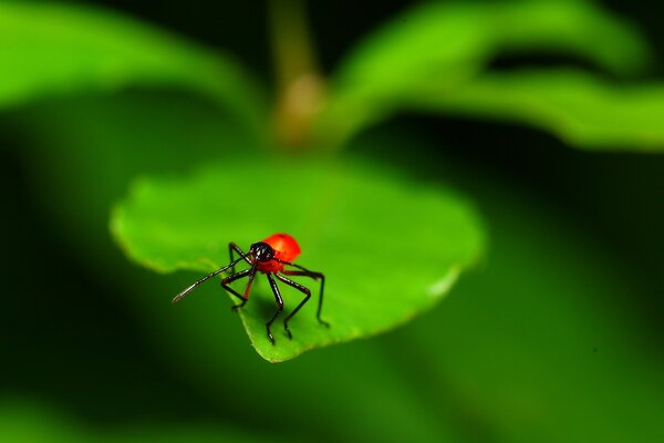 Bug sur une feuille en macro