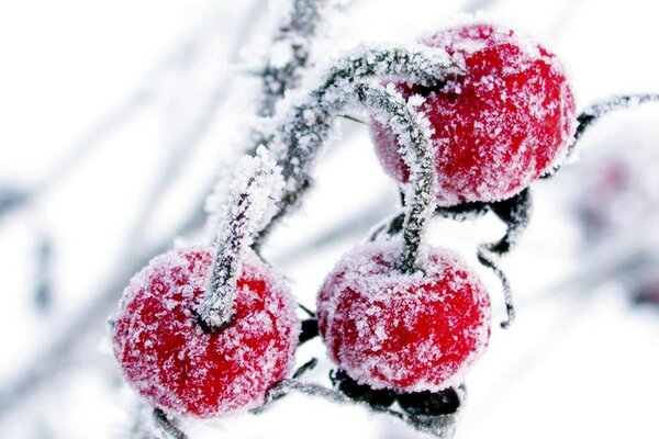 Fotografia macro di un ciliegio invernale nella neve