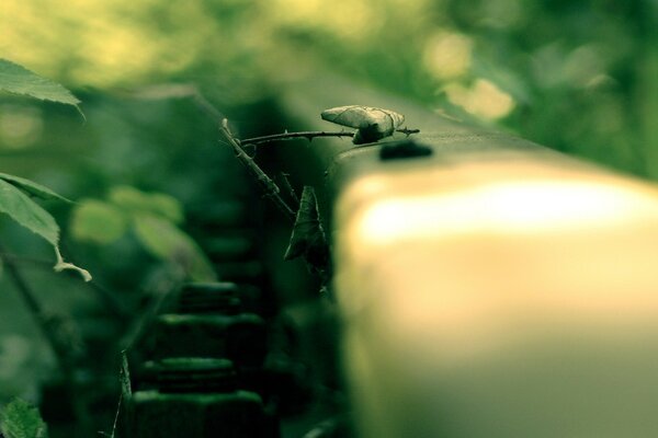 Macro shot rail, herbe, matin