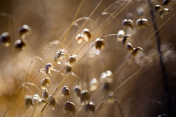 Fleurs de Prairie dans le champ closeup