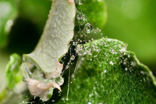 Gotas en la telaraña entre las hojas