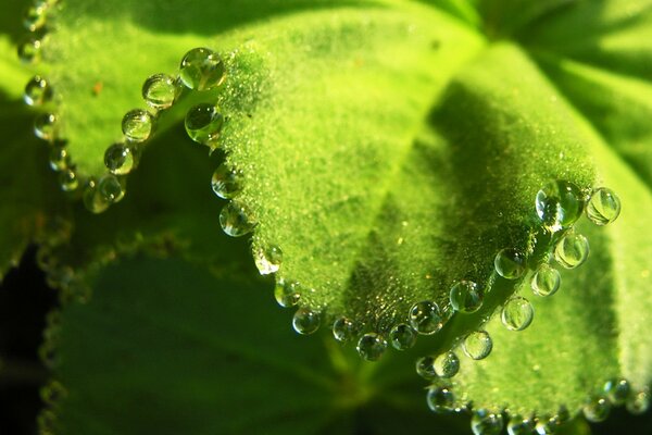 Condensation on fresh greens