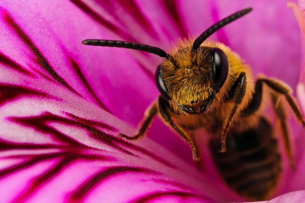 Eine Biene sammelt Nektar in einer Blume