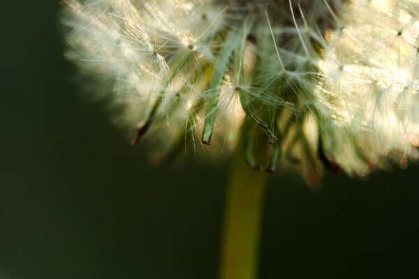 Fluffy dandelion on a background of greenery