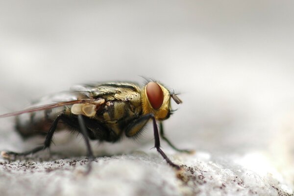 Fotografia macro di un insetto, una mosca su una pietra