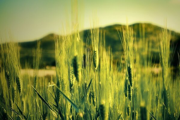 Campo con vegetación en la naturaleza