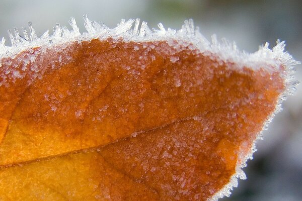 Frost auf Blatt hautnah