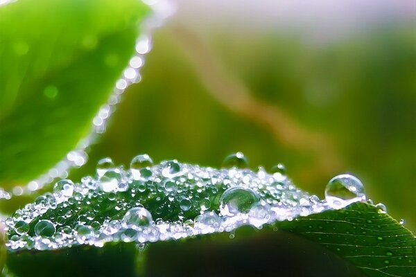 Image of moisture in macro photography