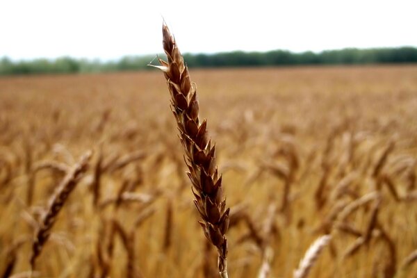 Макросъёмка колоска на пшеничном поле