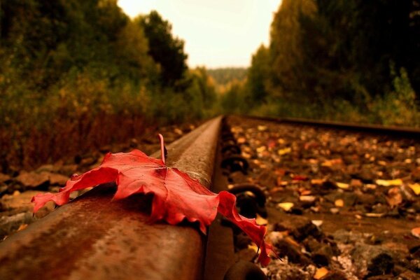 Rotaie in uscita, foglia caduta autunnale