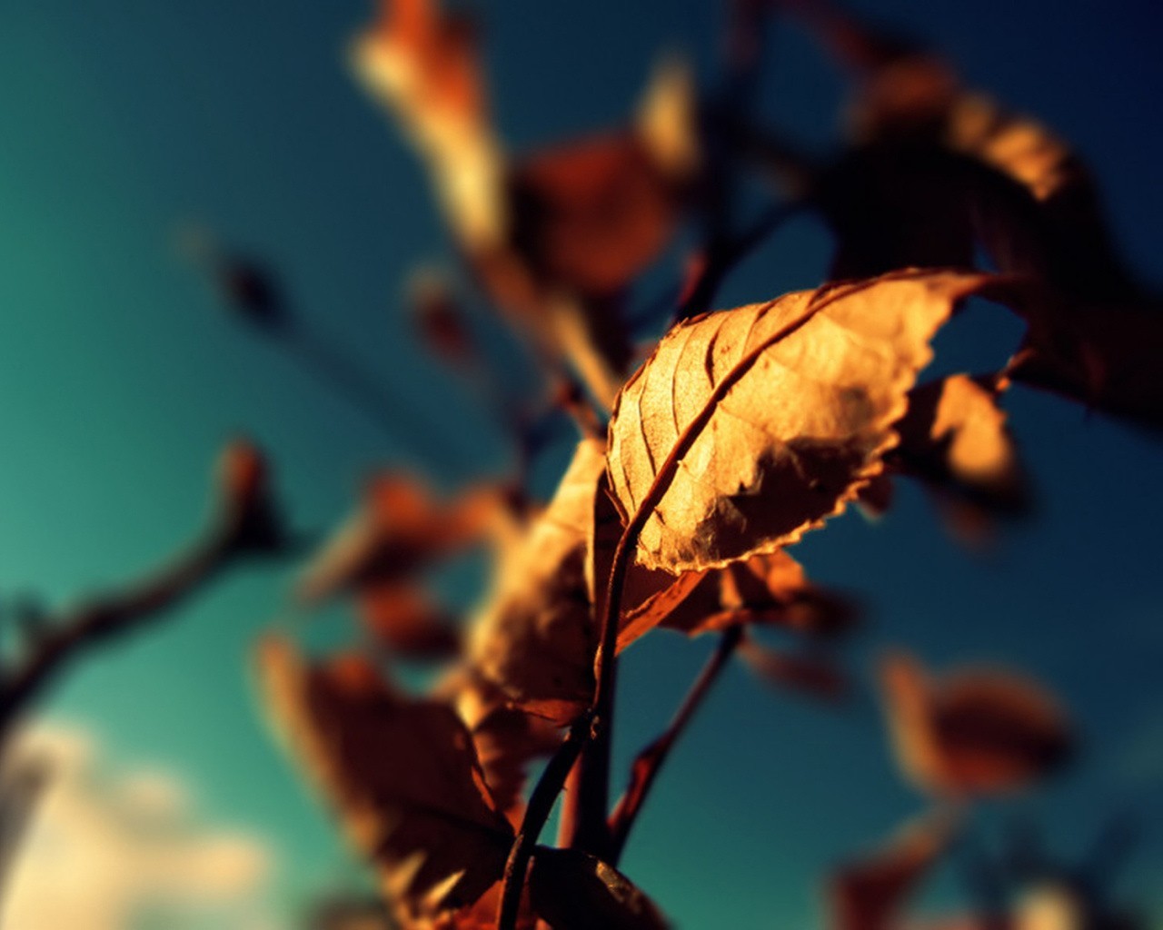 leaves autumn flower