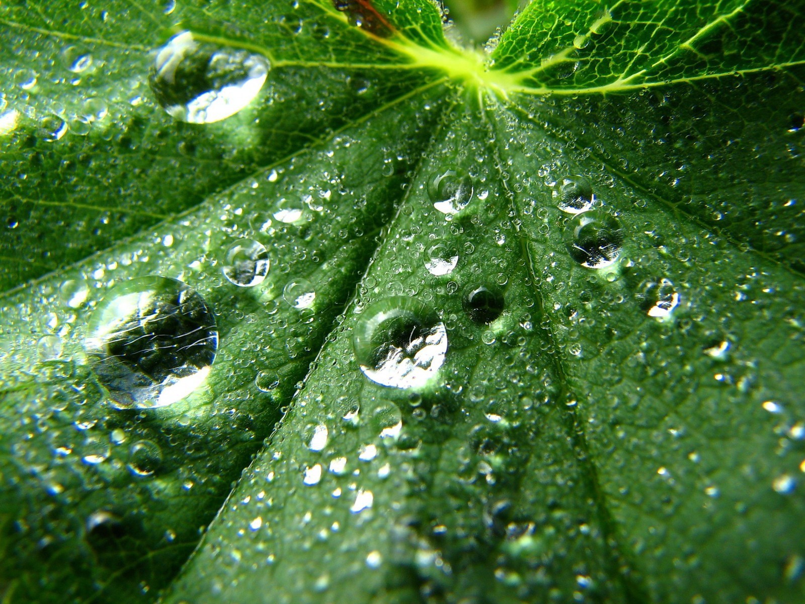 feuille gouttes vert