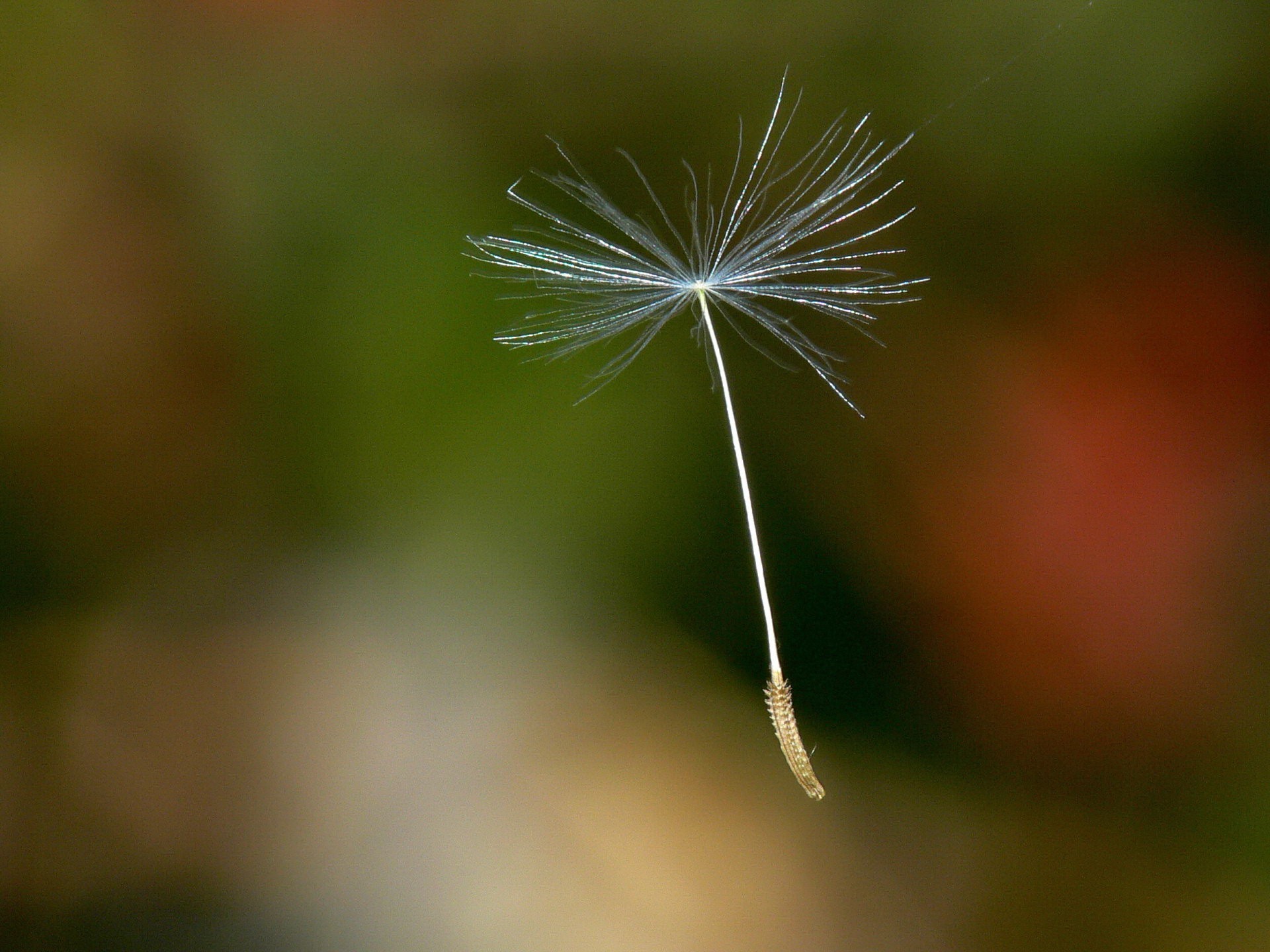 dandelion seed