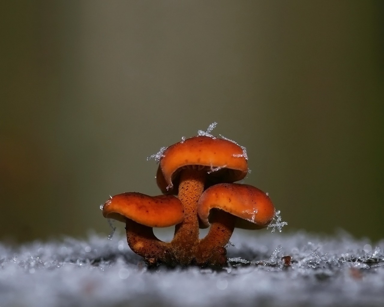 mushrooms snowflake