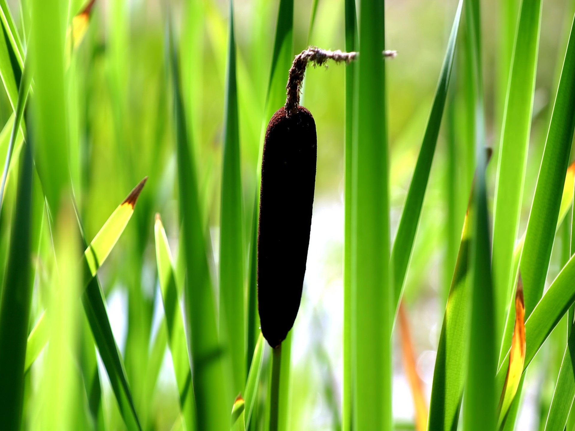 grass green cattail reed