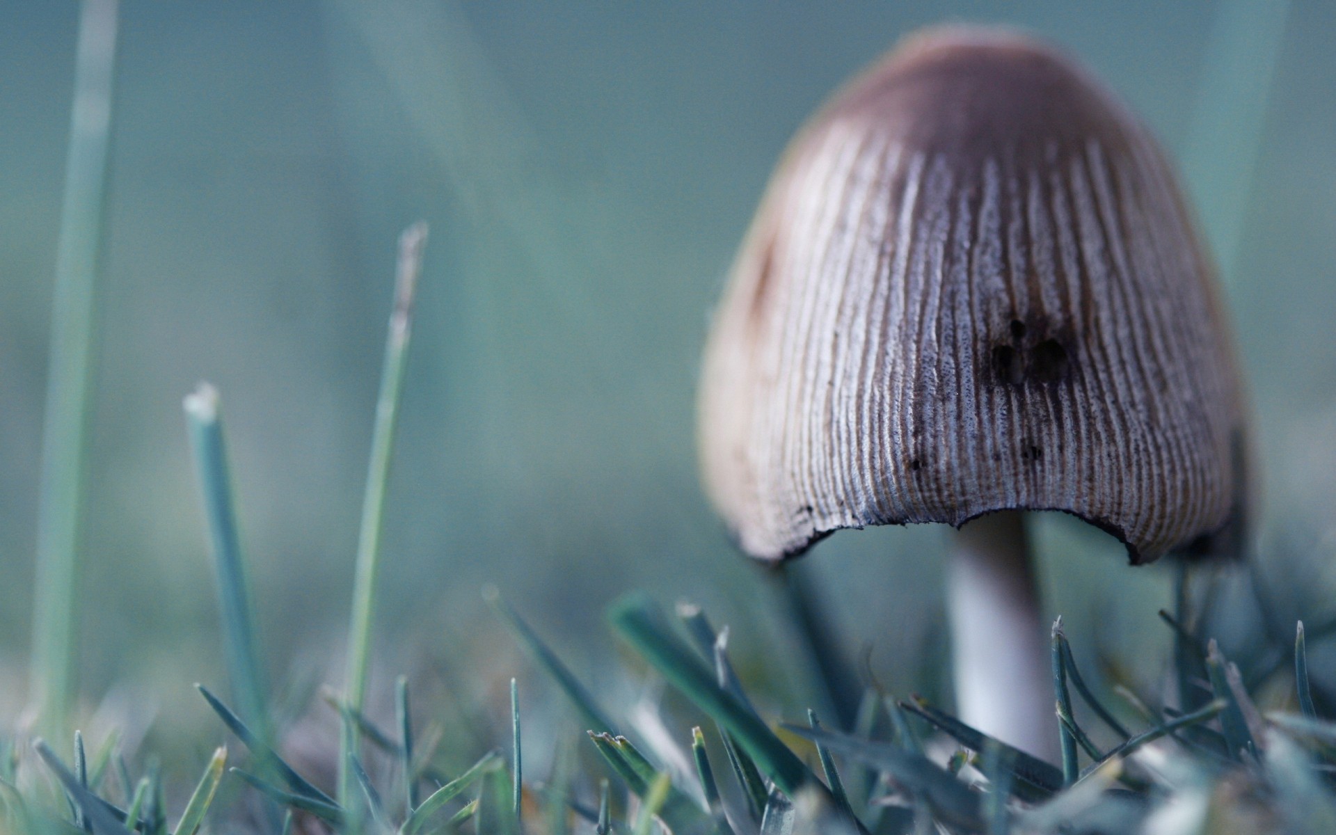 champignon herbe vert