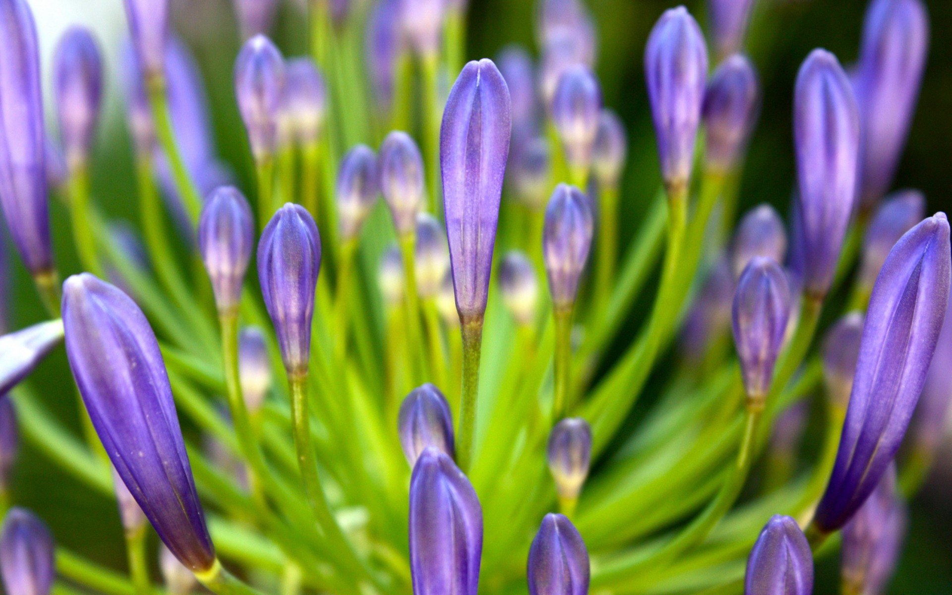 pétales lilas fleur