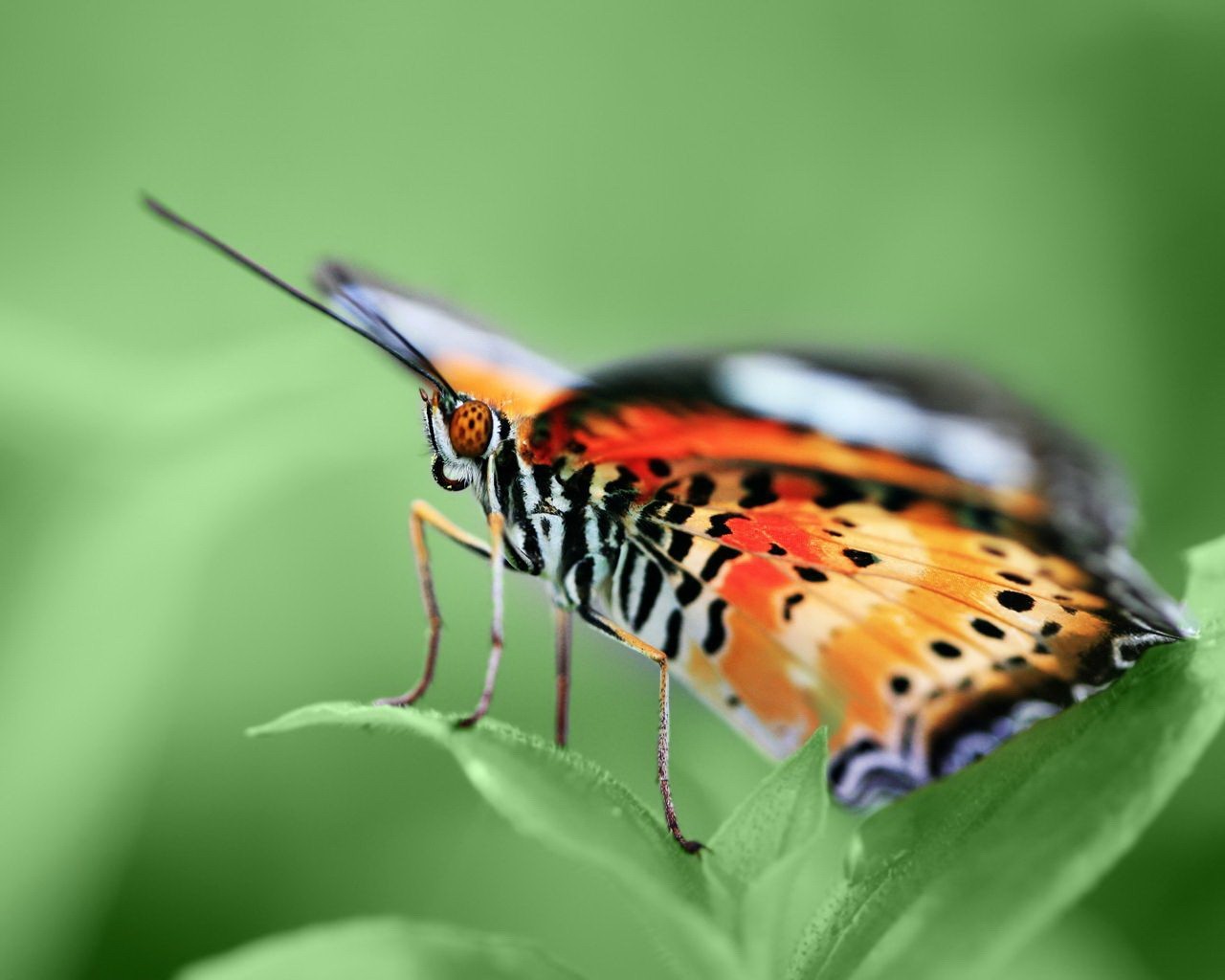 schmetterling grün