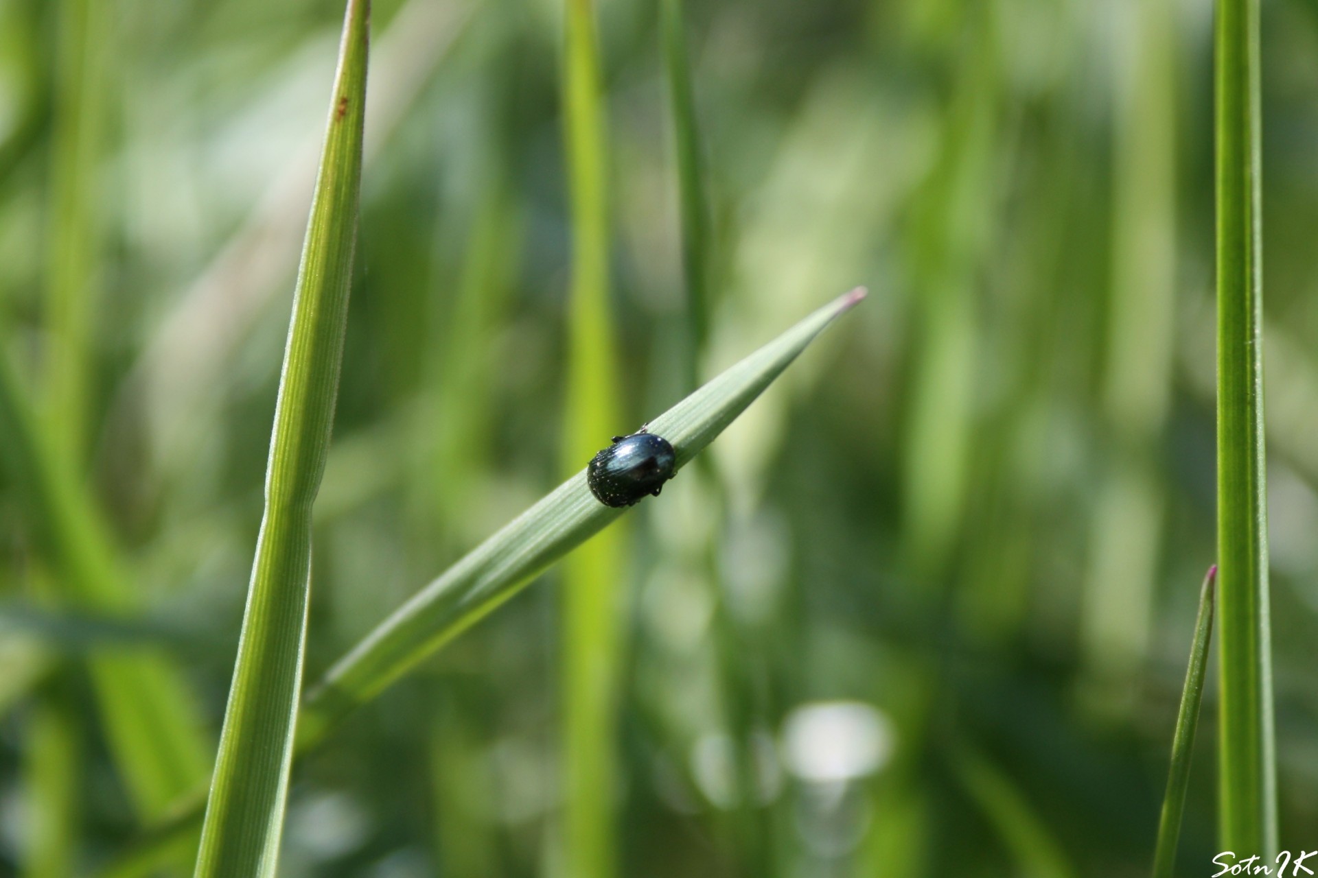 coléoptère herbe verdure gros plan insecte