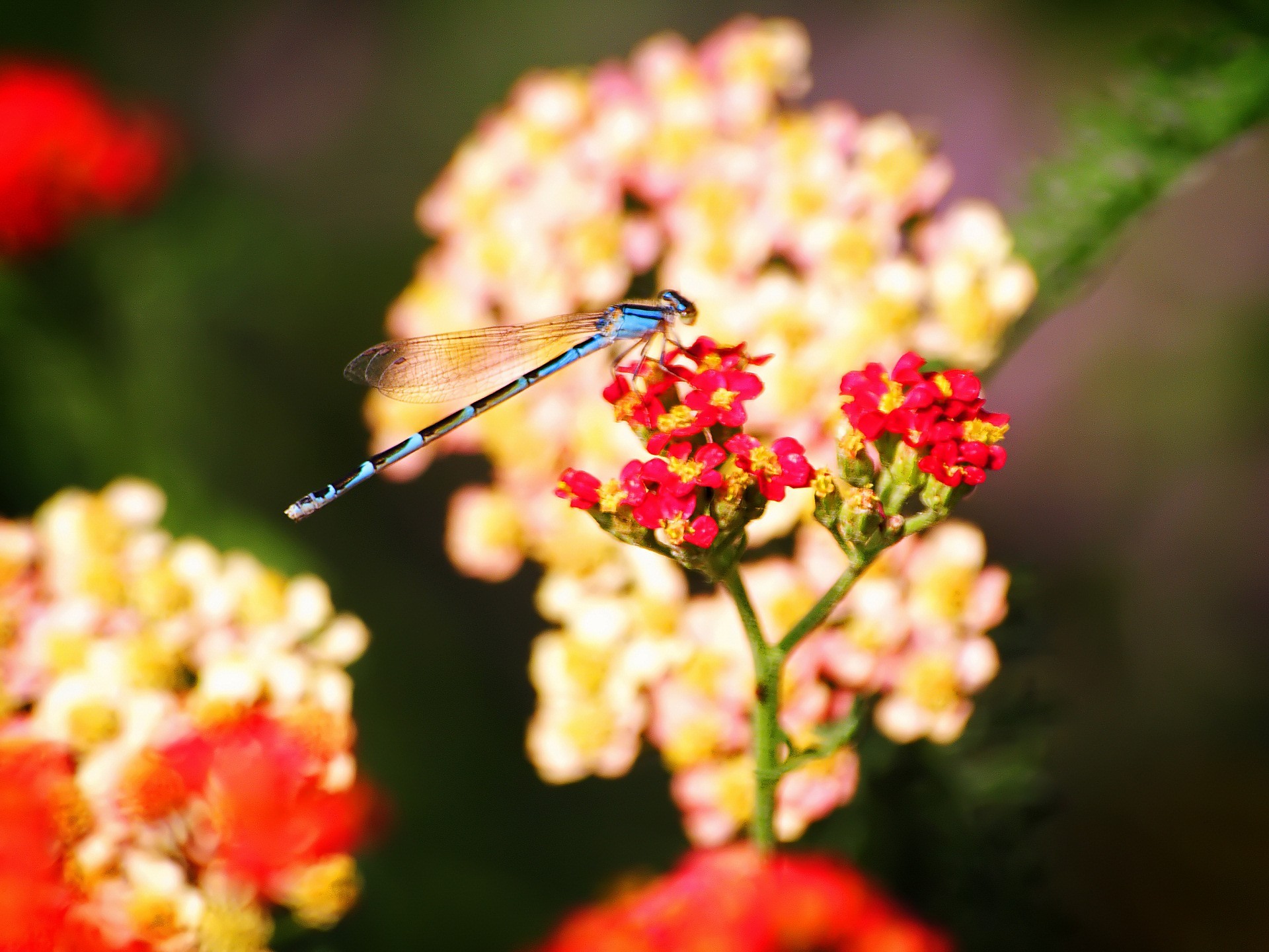 libellule insectes fleurs