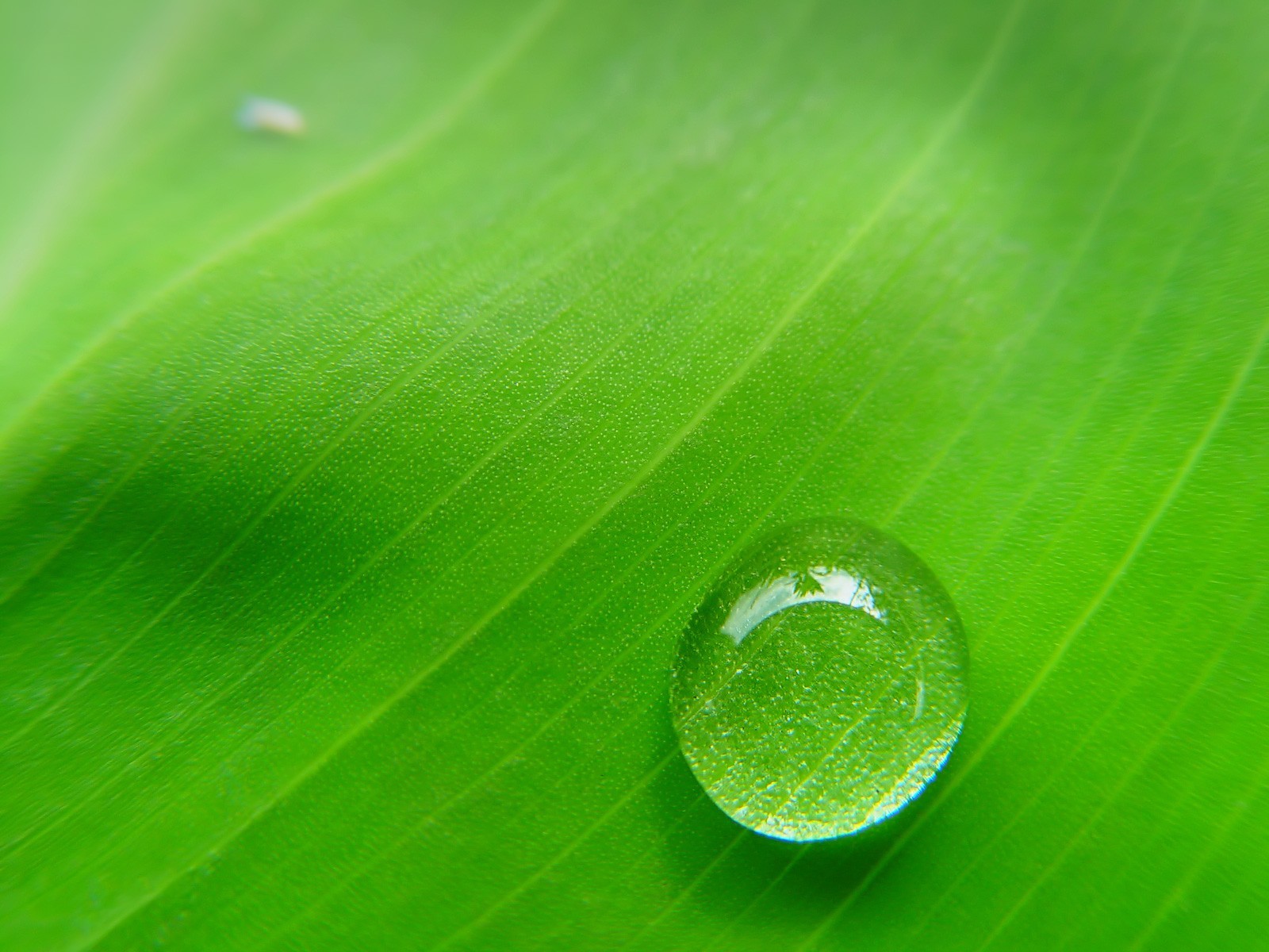 goccia verde foglia