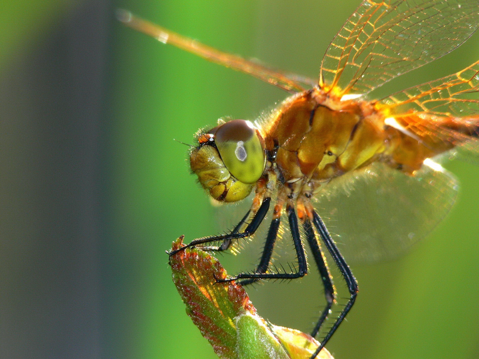 dragonfly