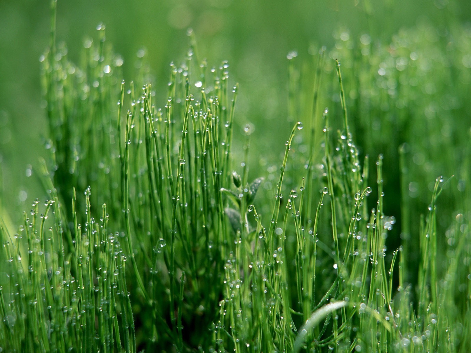 gouttes herbe vert