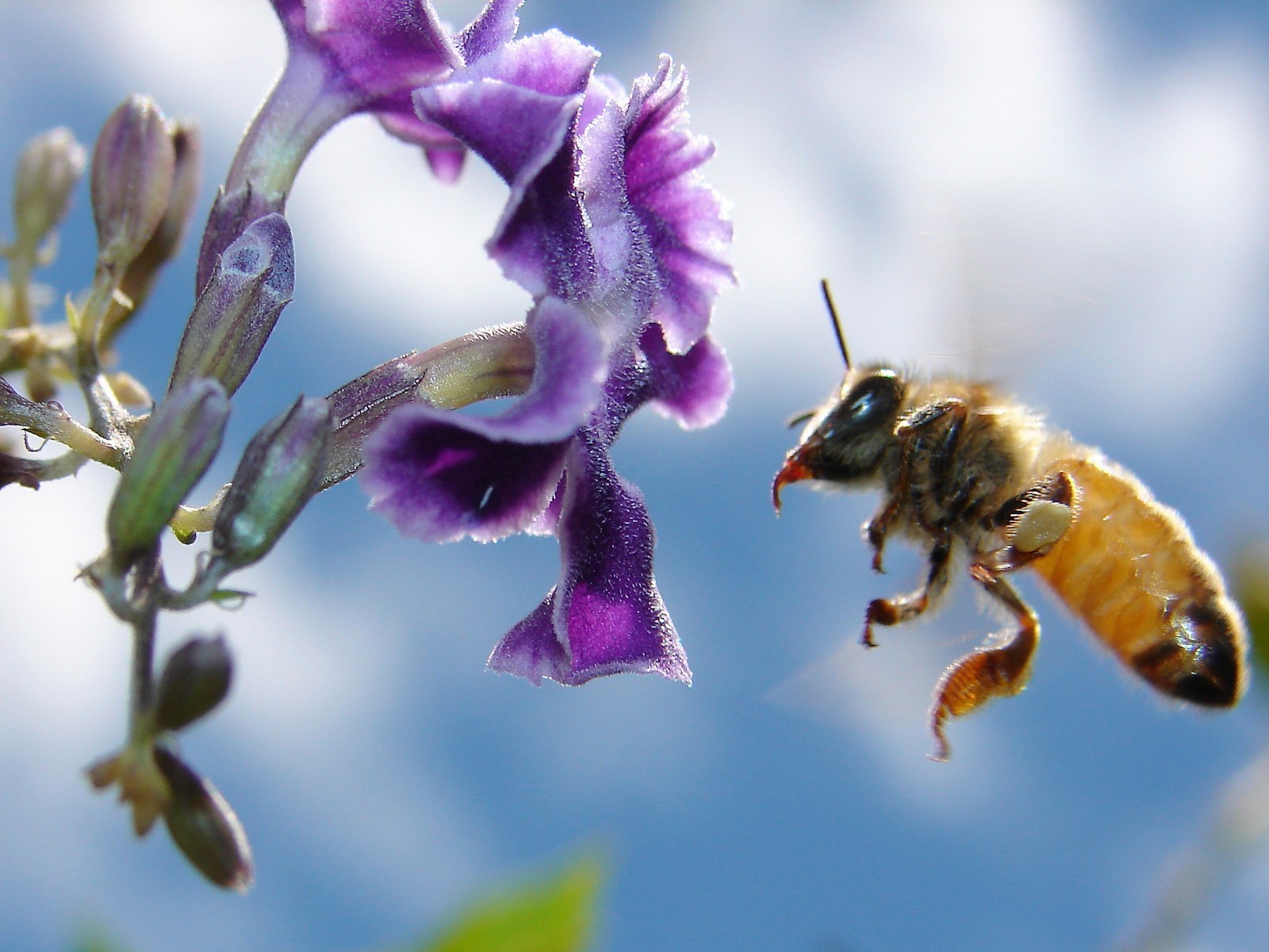 fleur abeille