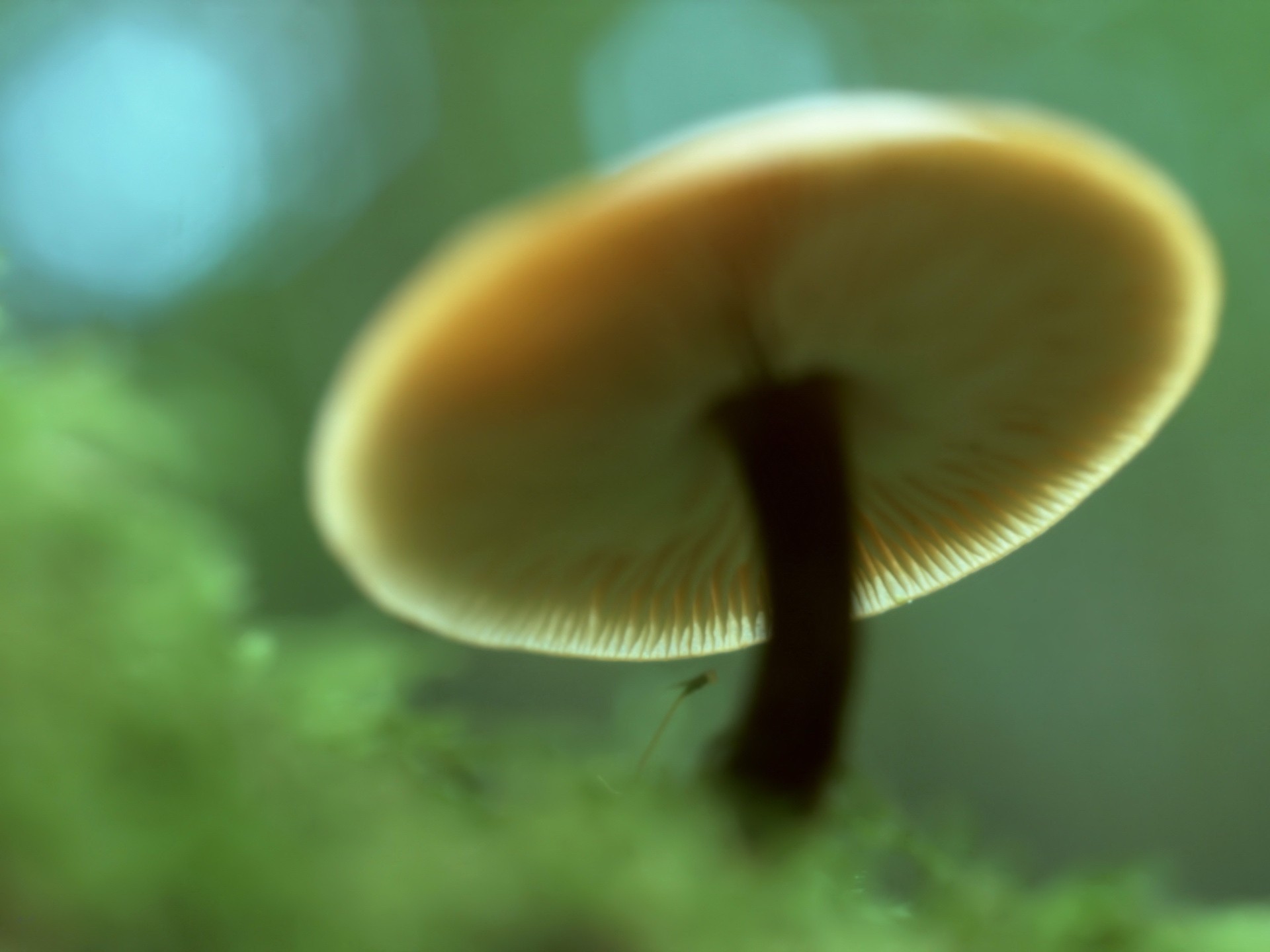 champignon vert