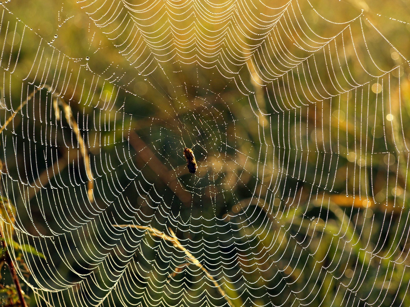 spinnennetz tropfen