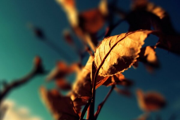 Hojas amarillas de otoño contra el cielo