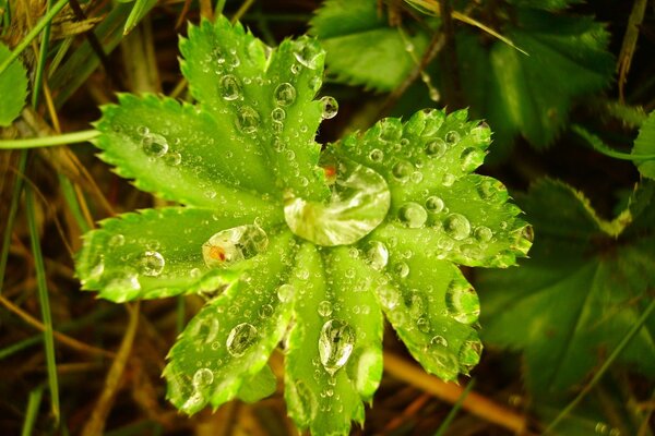 Dew drops on a green leaf