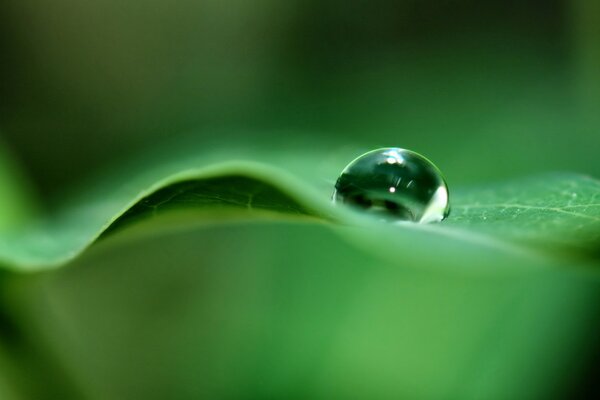 A drop of dew on a green leaf