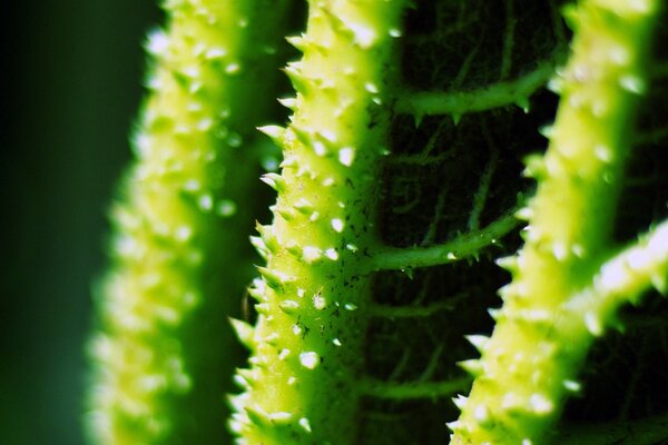 A lot of thorns on a green plant