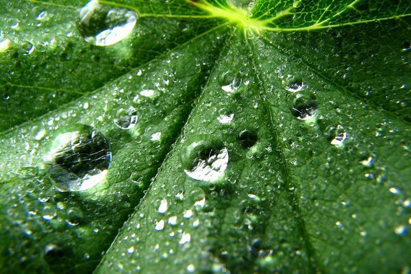 Small stones of water on a green leaf. A leaf of a plant in the background