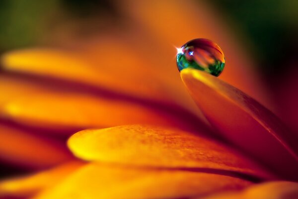 A multicolored drop on a bright petal